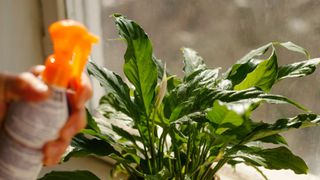 woman spraying peace lily plant to combat peace lily leaves drooping