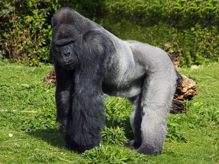 gorilla standing up