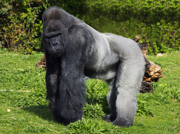 african silverback gorilla