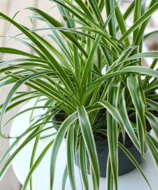 spider plant in a pot