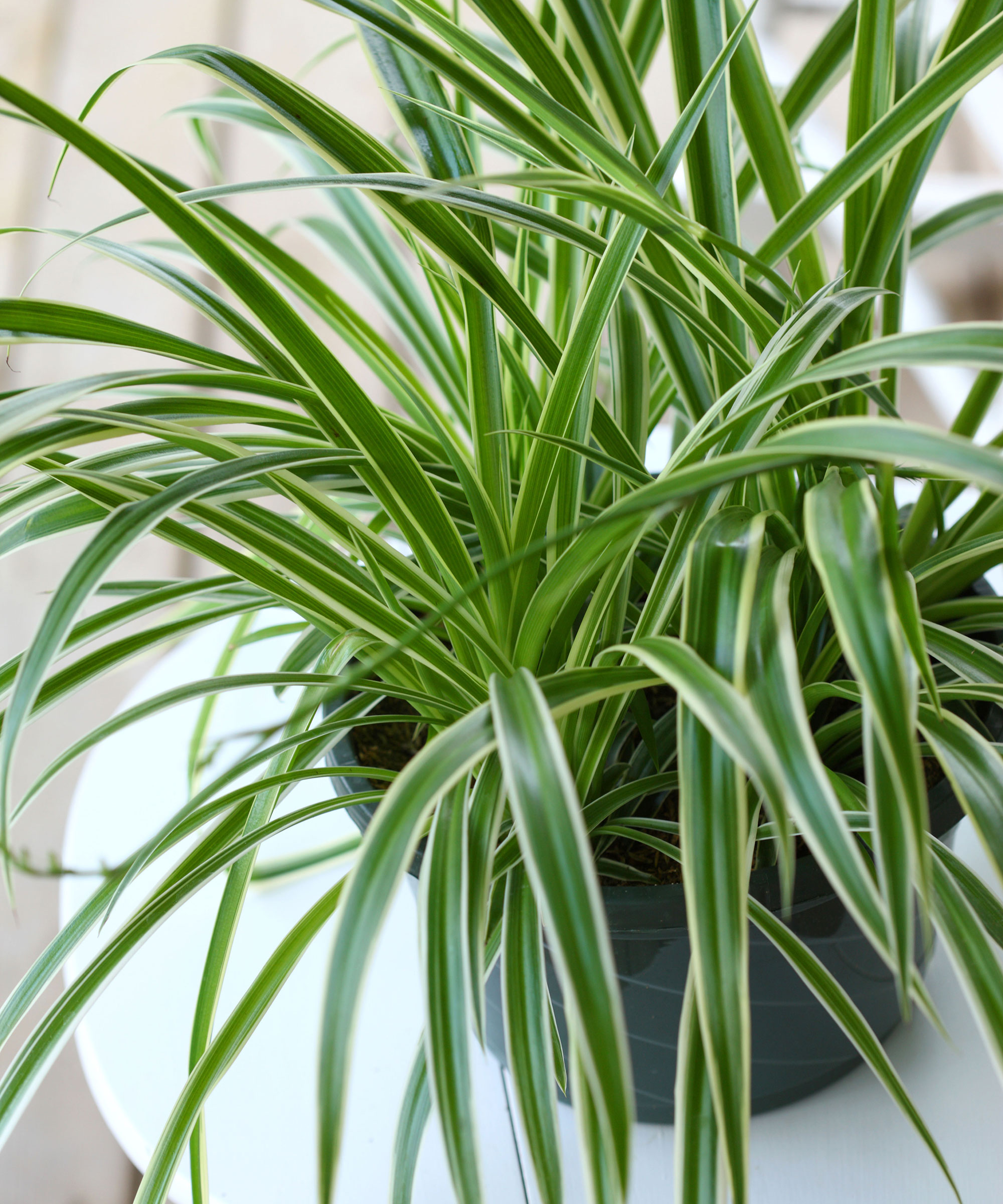 Spider plant care: expert tips for this popular houseplant | Homes ...