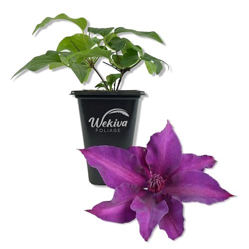 Clematis Fleuri - Live Starter Plant in a 2 Inch Growers Pot - Starter Plants Ready for the Garden - Rare Clematis for Collectors