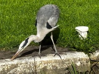 Photo of a heron taken on the iPhone 15 10x camera