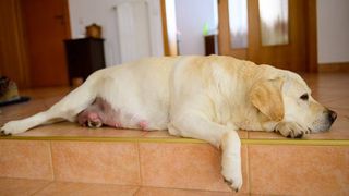 pregnant dog lying on floor