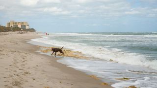 Jupiter Dog Beach, Florida