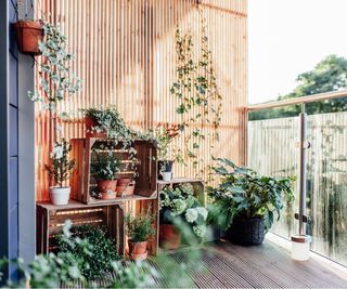 Plants on a sunny balcony