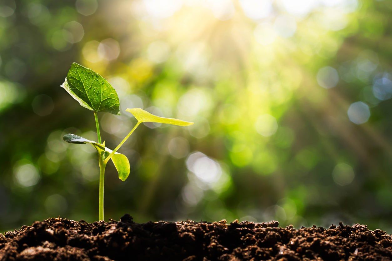 Sprouting Green In Soil