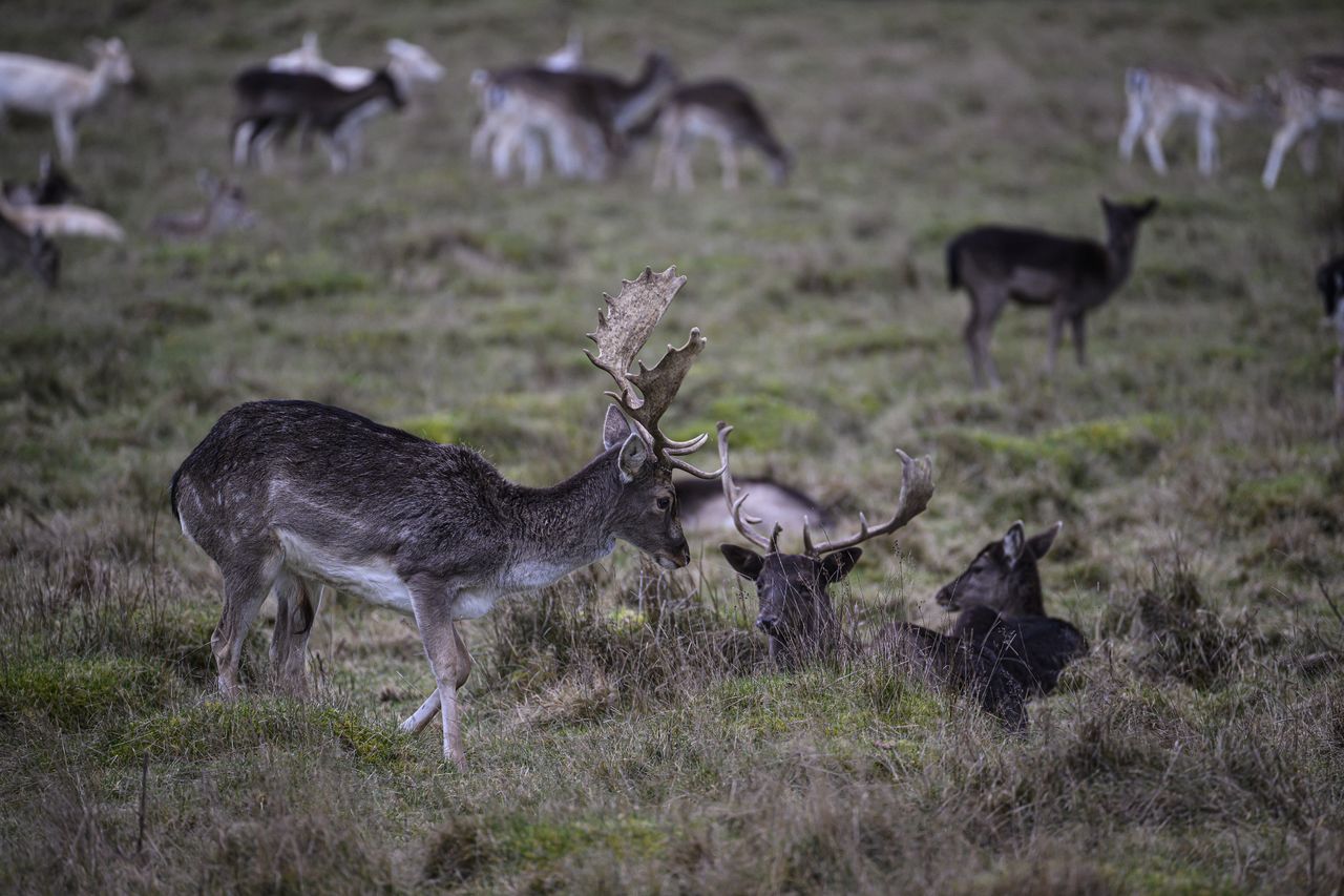 A herd of deer in a field