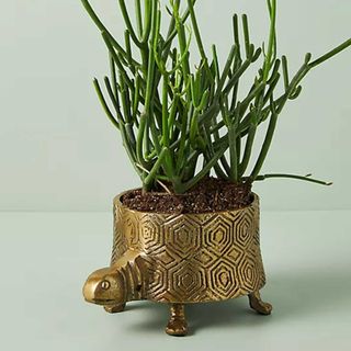turtle plant pot from Anthropologie