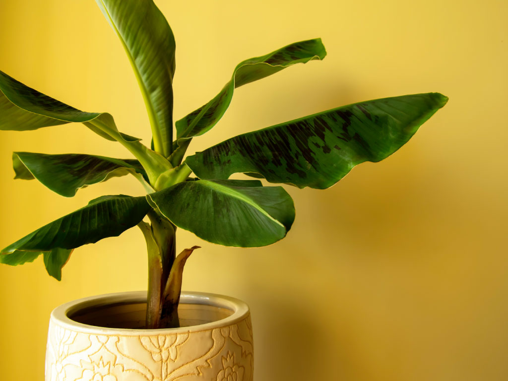 A potted banana tree against a yellow wall