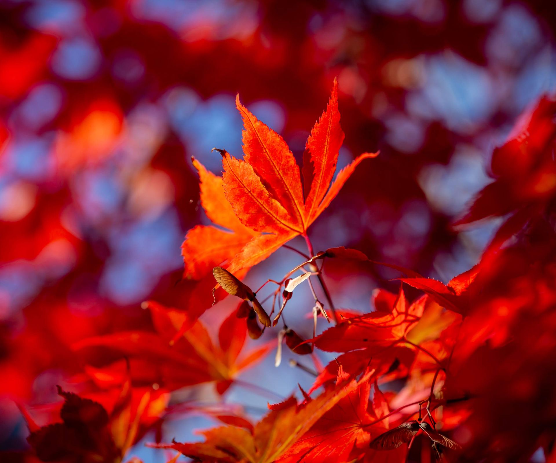 Japanese maple read leaves and seed pods