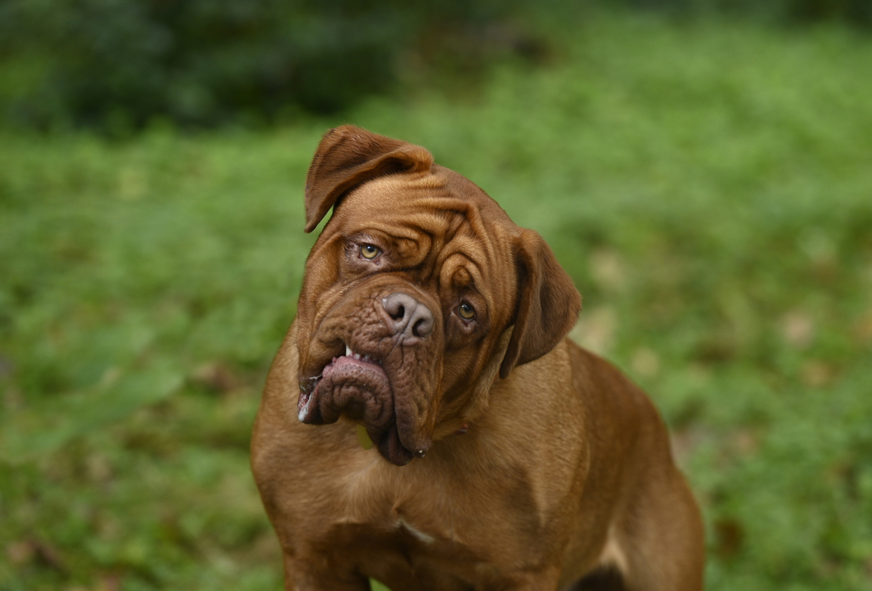 TV tonight: French mastiff Hooch.