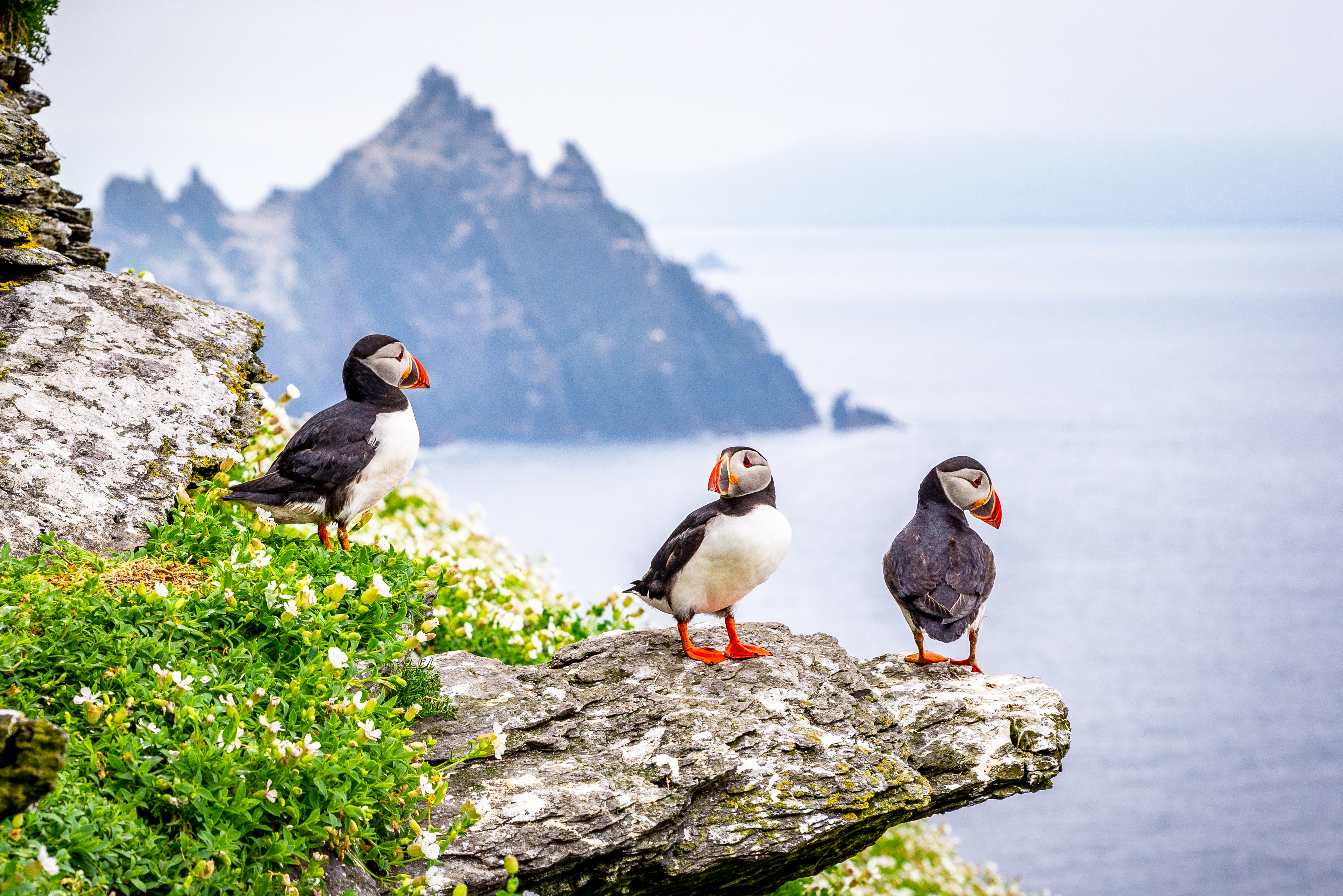 Group of atlantic puffins on the Skellig Islands, County Kerry, Munster Province, Ireland.