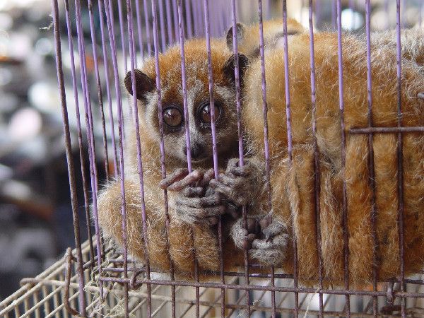 Slow Loris in Wildlife Market