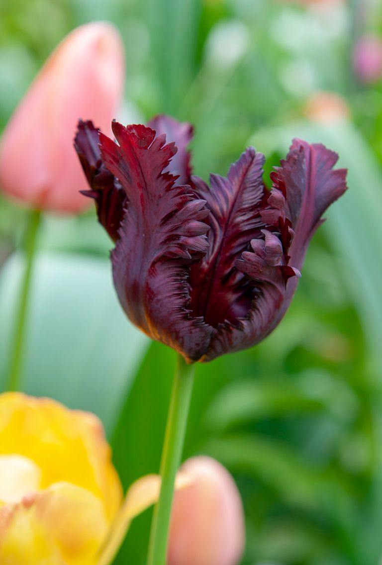 How to plant tulips expert advice on growing stunning flowers for