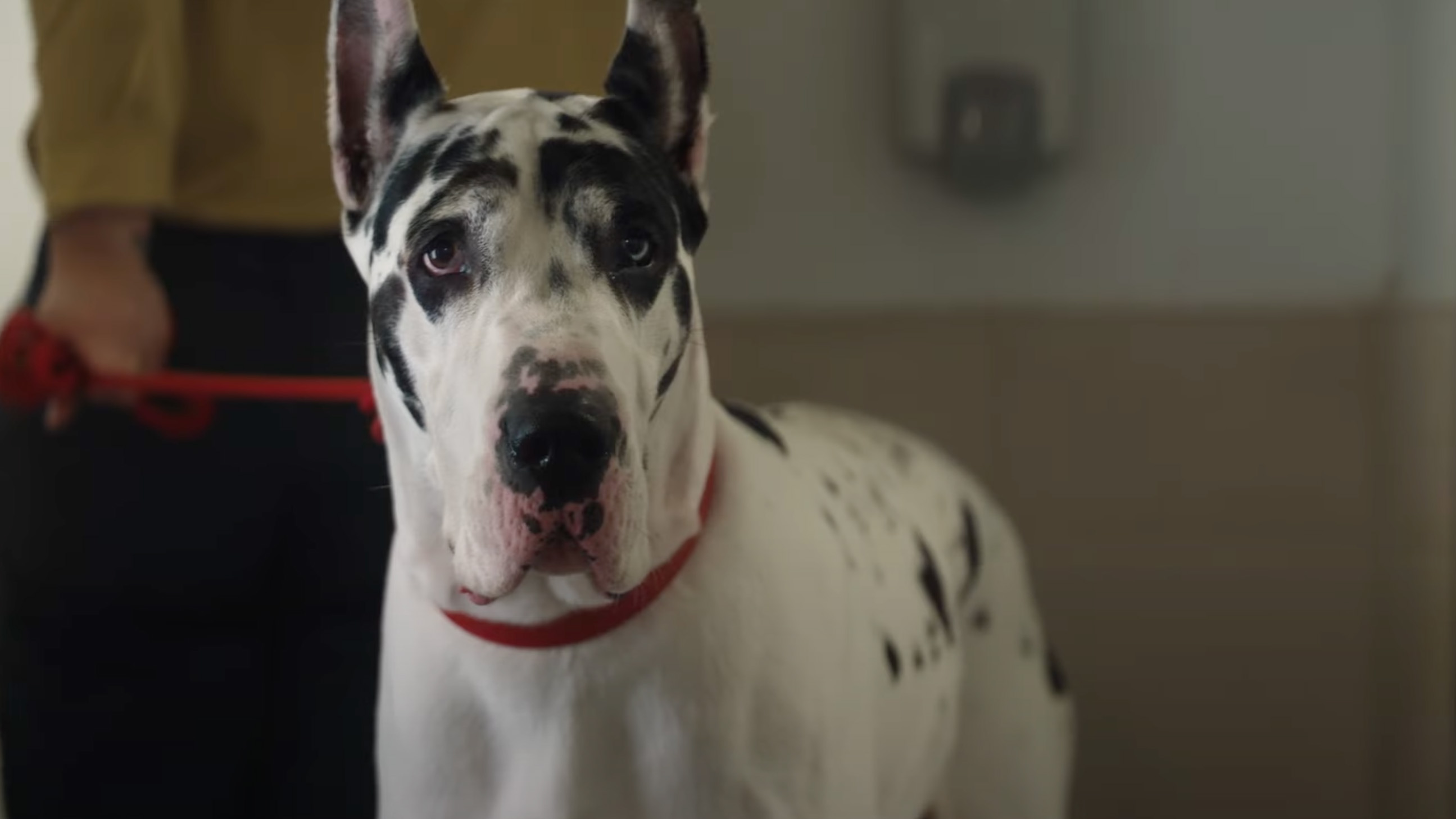 Apollo the Great Dane in The Friend.