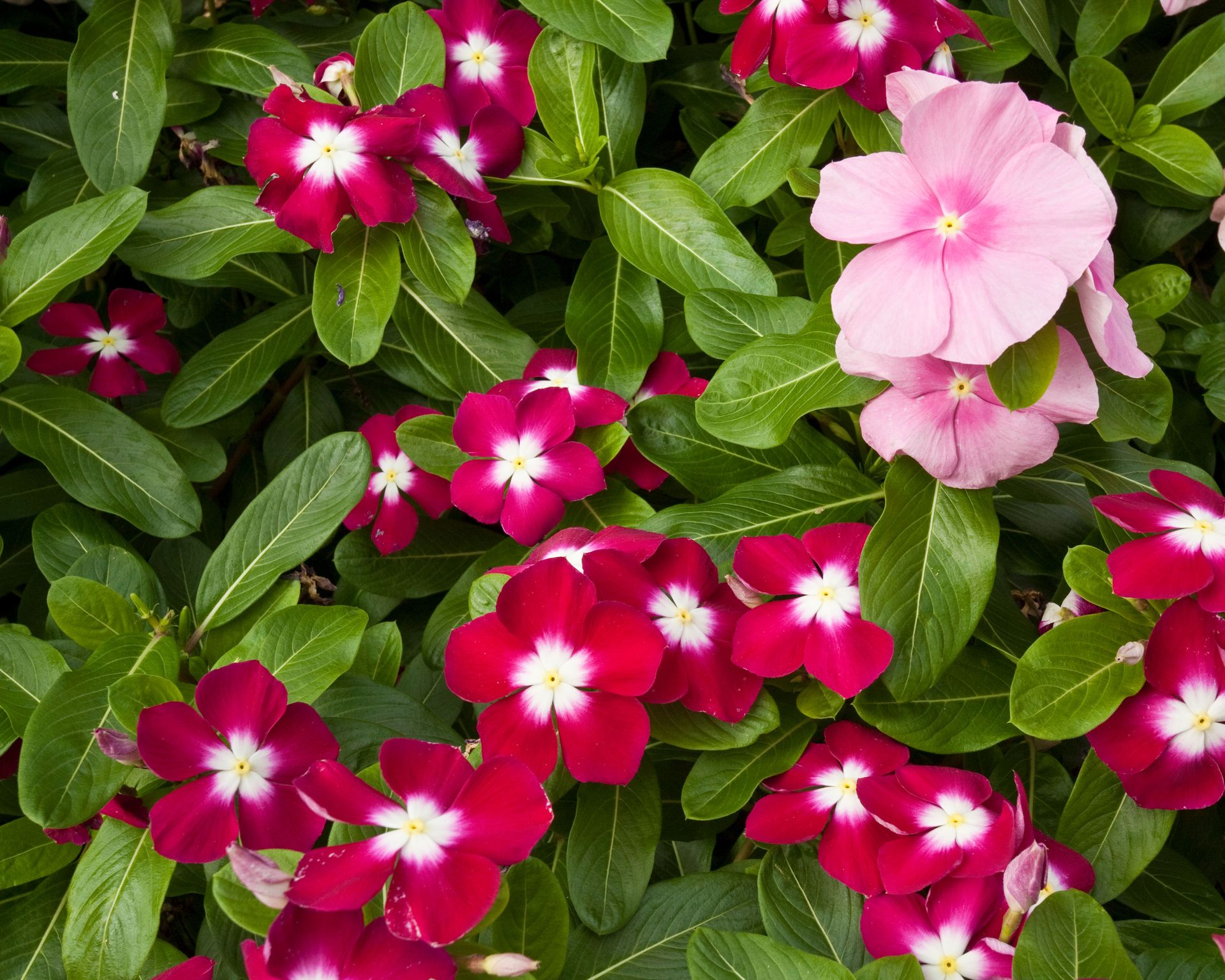 impatiens bedding flowers