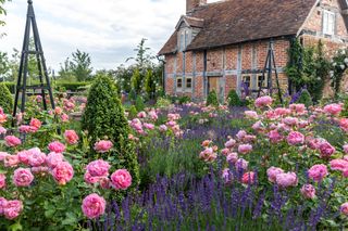 Rose garden ideas - Rose garden with Boscobel by David Austin