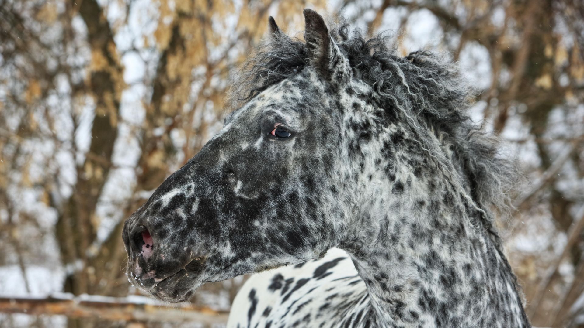 spotted horse