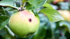 An apple damaged by codling moth