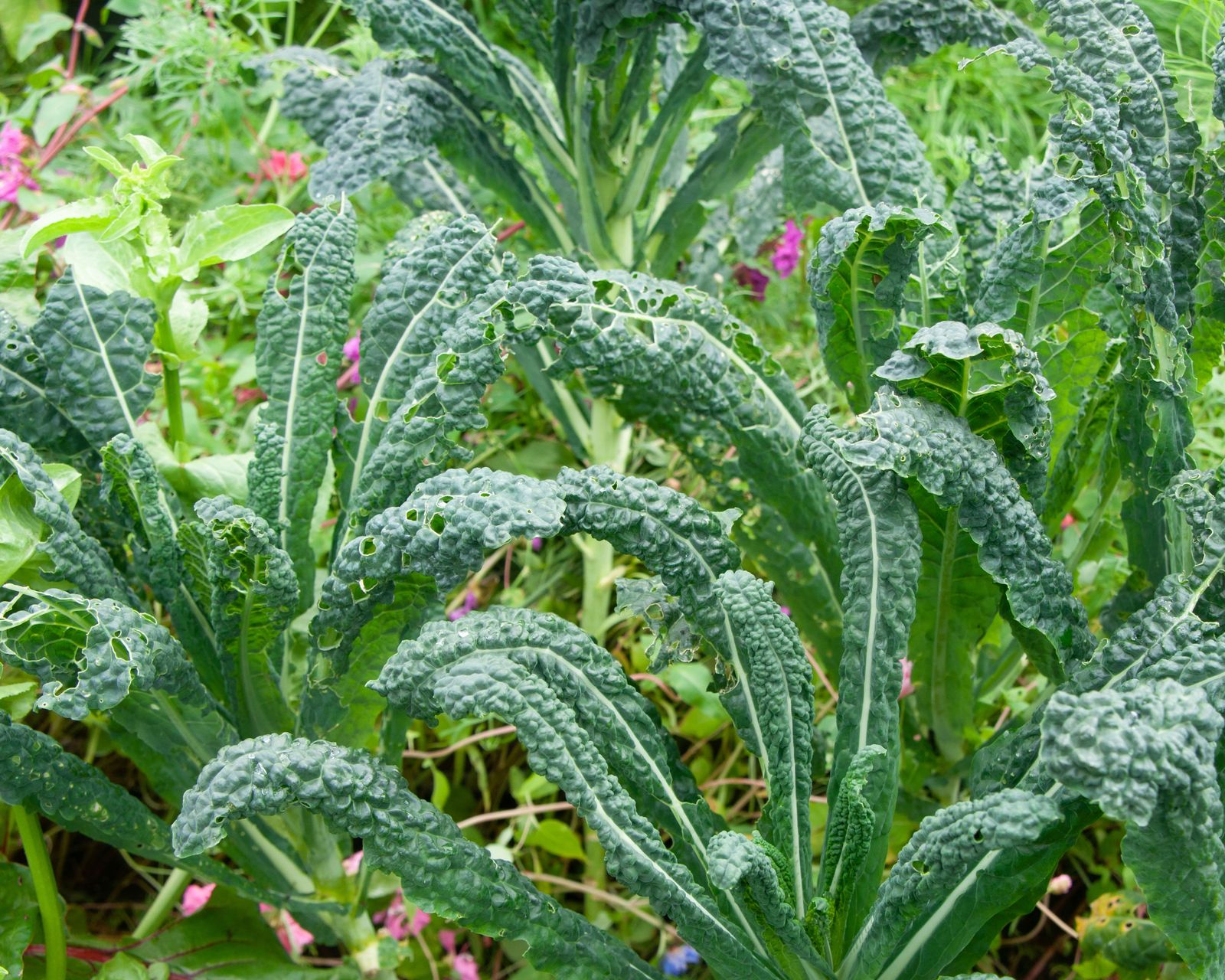 Kale companion planting the best plants to grow with kale
