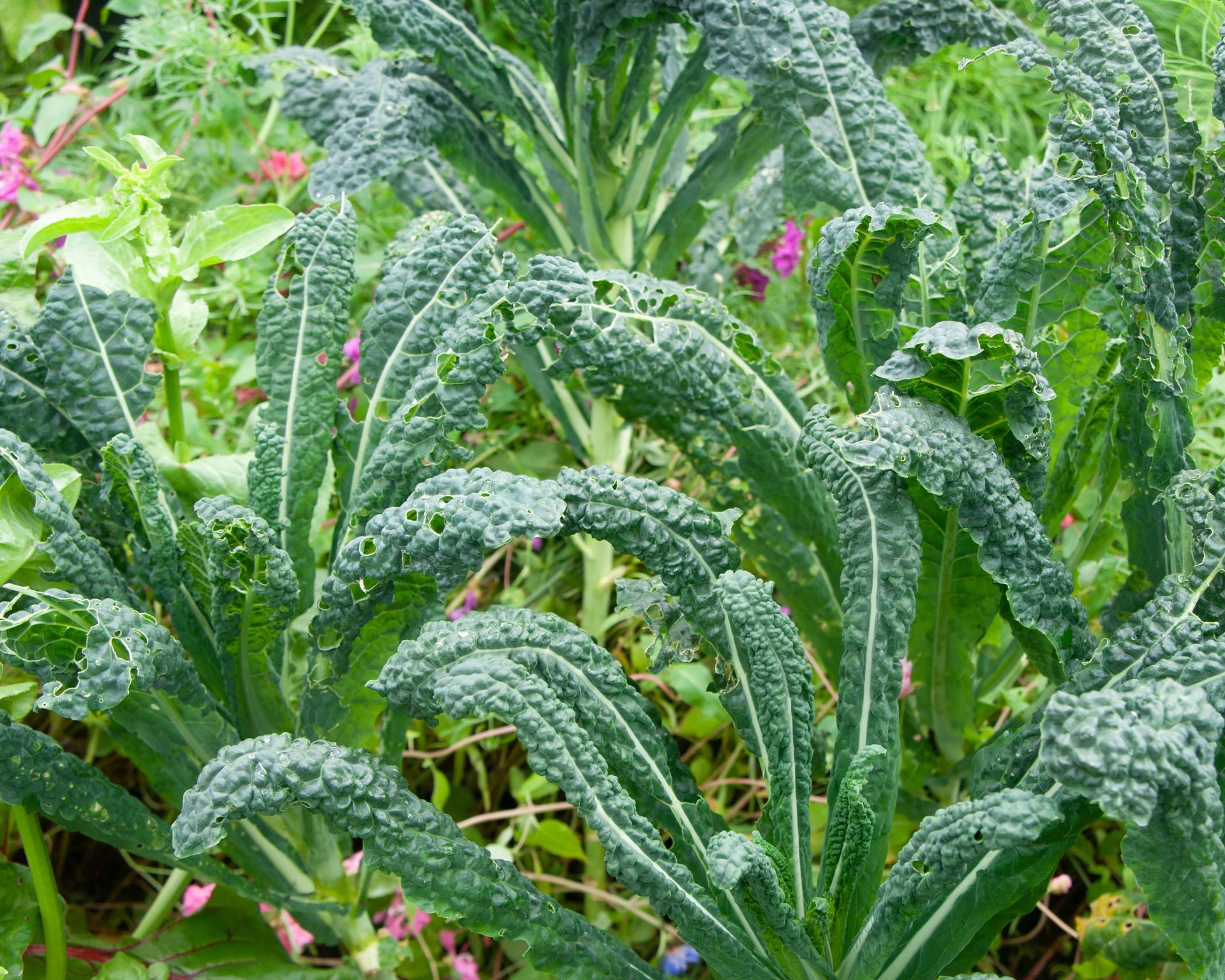 Kale companion planting the best plants to grow with kale