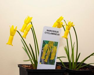 yellow narcissus in pots