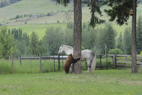 horse with bear