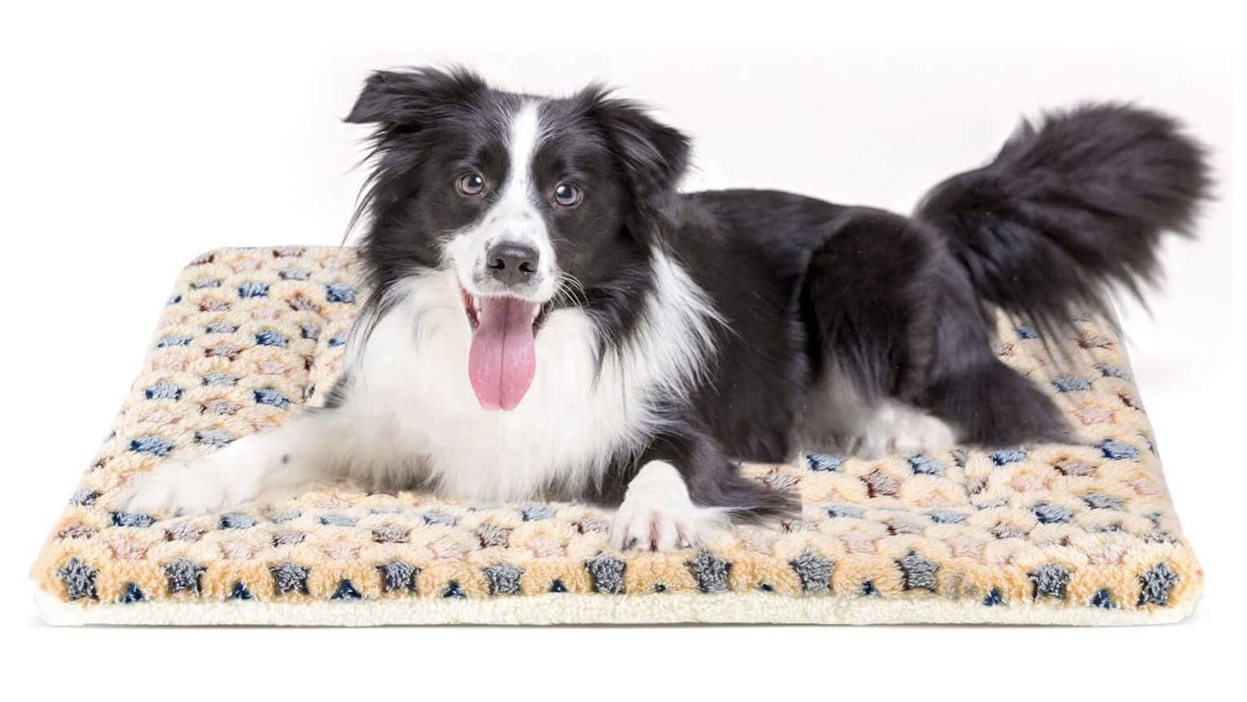 Collie on one of the best dog beds for crates