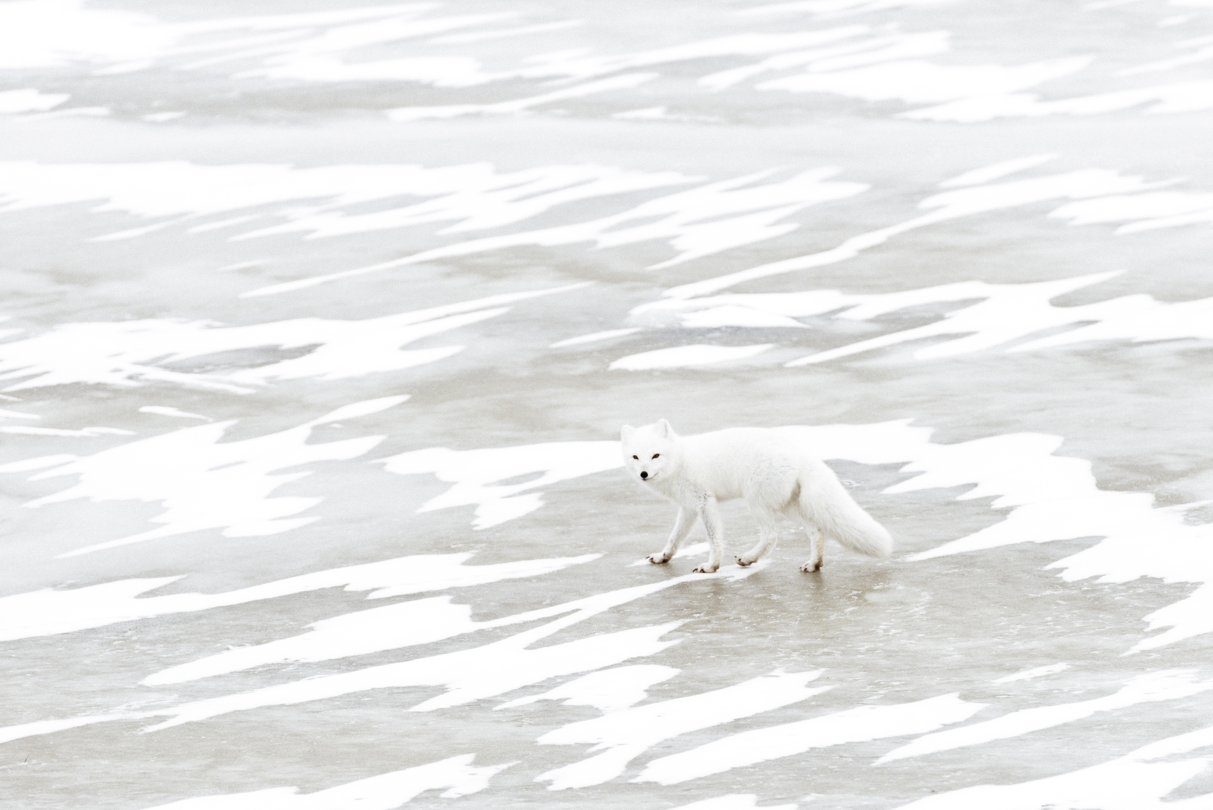 Animals in frozen landscapes