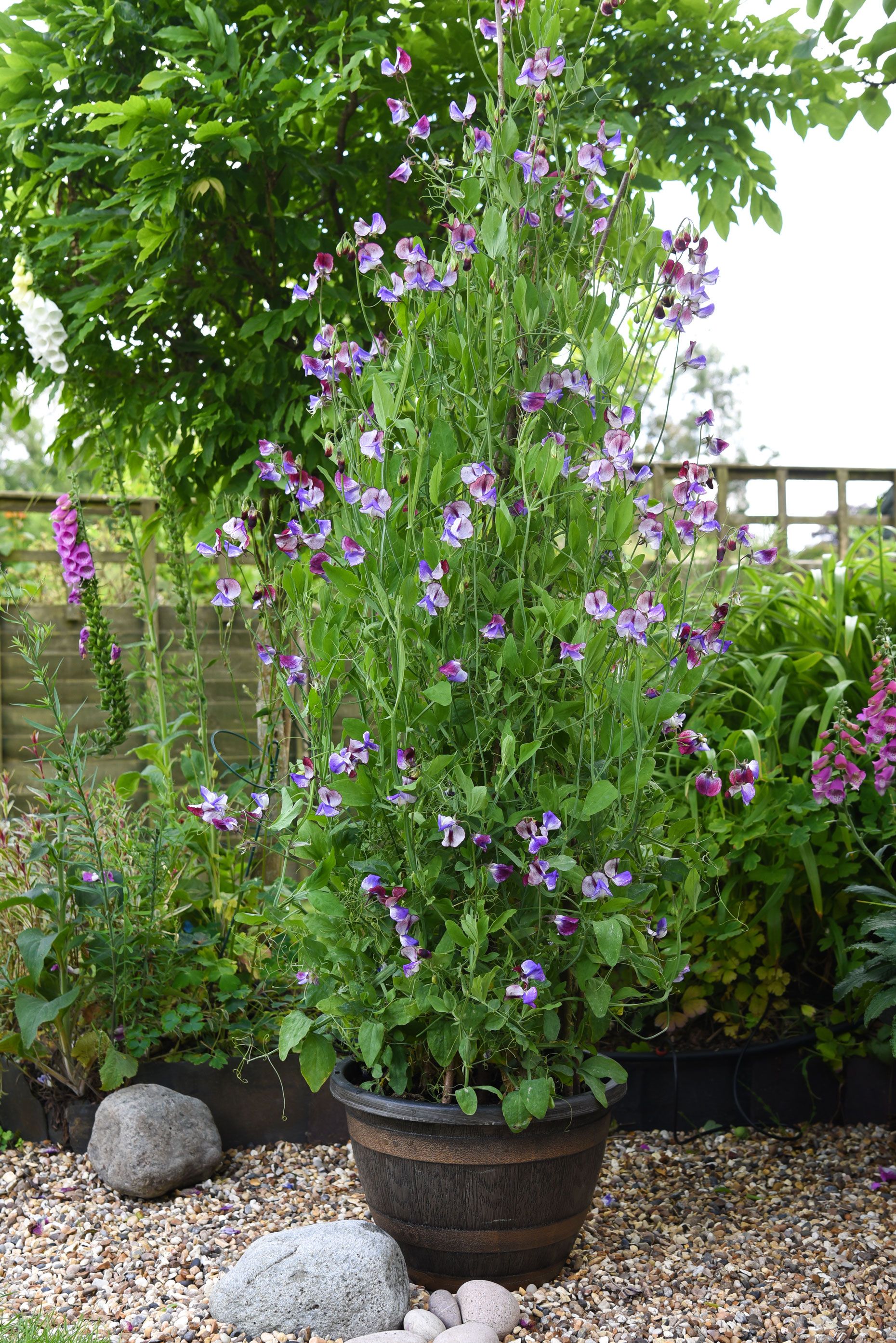 Cottage garden planting