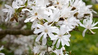 white magnolia stellata flowers