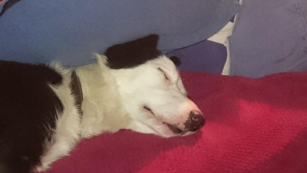 Crew-dog-Kira-after-3-training-sessions-e1513075114675.jpg