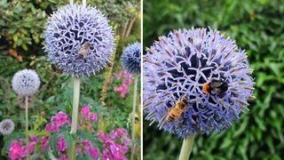 Echinops Ritro grown. in a garden as an example of budget garden ideas to take cuttings and re-seed