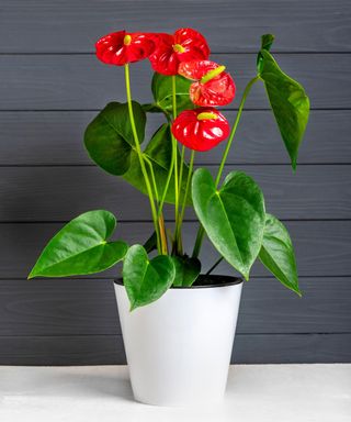 House plant Anthurium in white flowerpot isolated on white table and gray background
