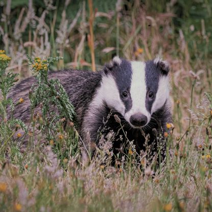A badger stood amongst long grass in a field