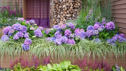 how to grow hydrangeas: hydrangeas and grasses in planter