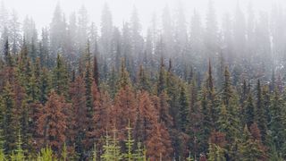 Beetle killed pine trees with fog and new growth