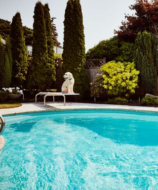 pool with cypress trees and dog on diving board