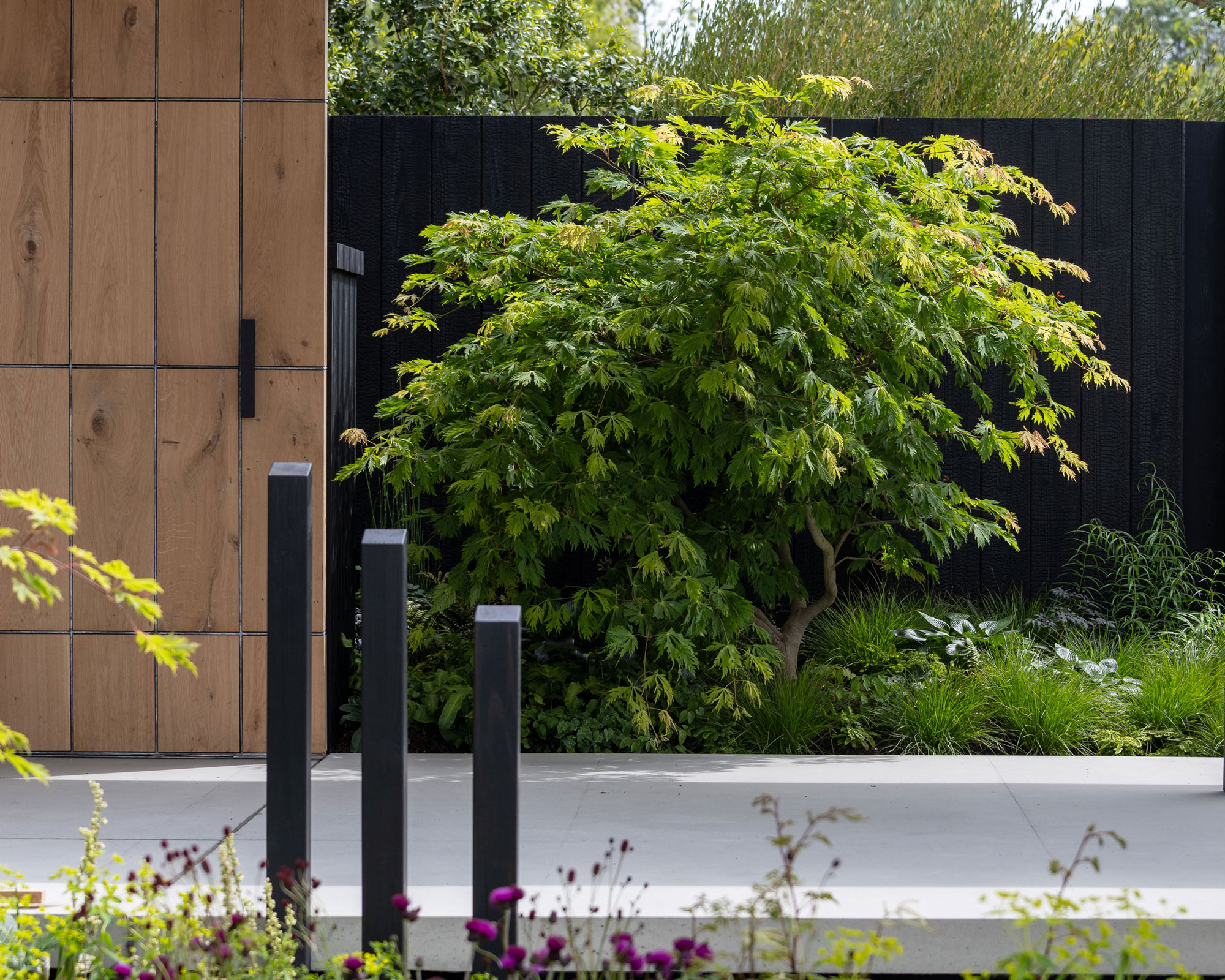 black fence with acer tree planted against it and other planting featuring flowers and shrubs