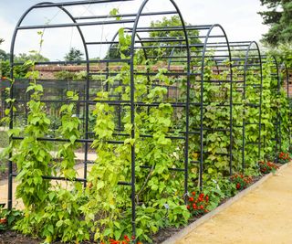 Beans growing up arched trellises