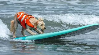 Surfing dogs hit the waves in style at the World Dog Surfing Championships