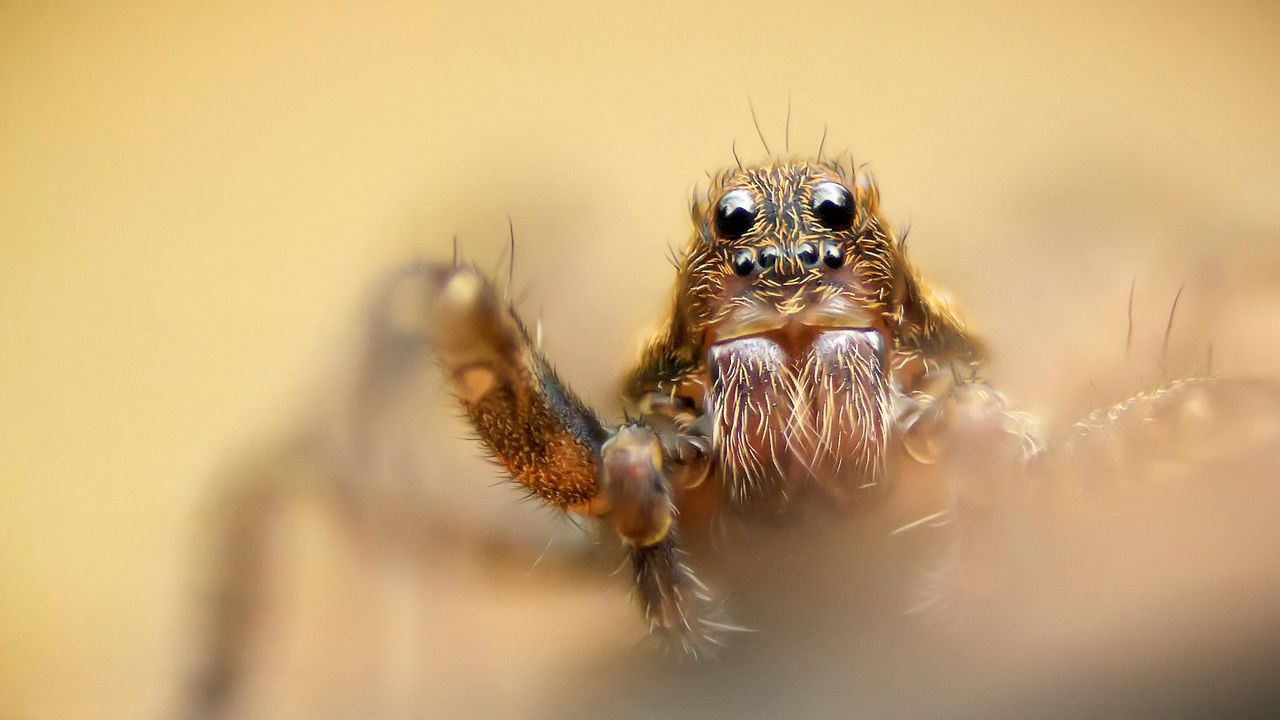 a close-up of a wolf spider's face
