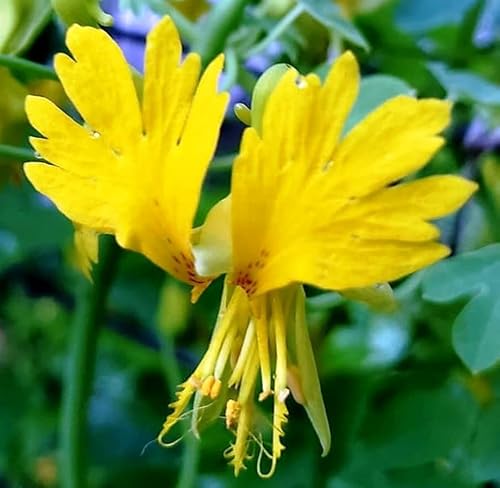 Kira Seeds - Seeds Canarybird Canary Creeper Nasturtium - Annual Flowers for Planting