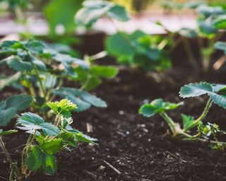 what to plant in January strawberry plants