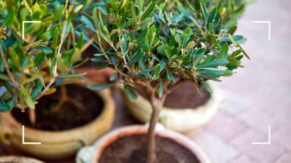 picture of potted olive trees in garden courtyard