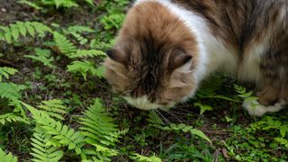picture of cat sniffing ground