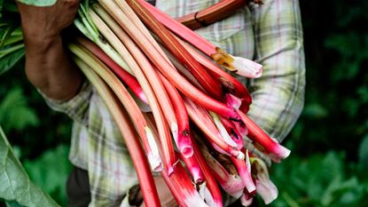 holding a bunch of rhubarb stems