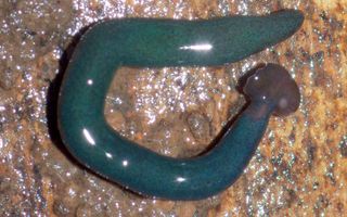 Diversibipalium "blue" found in Mayotte is likely an undescribed species of giant hammerhead flatworm.