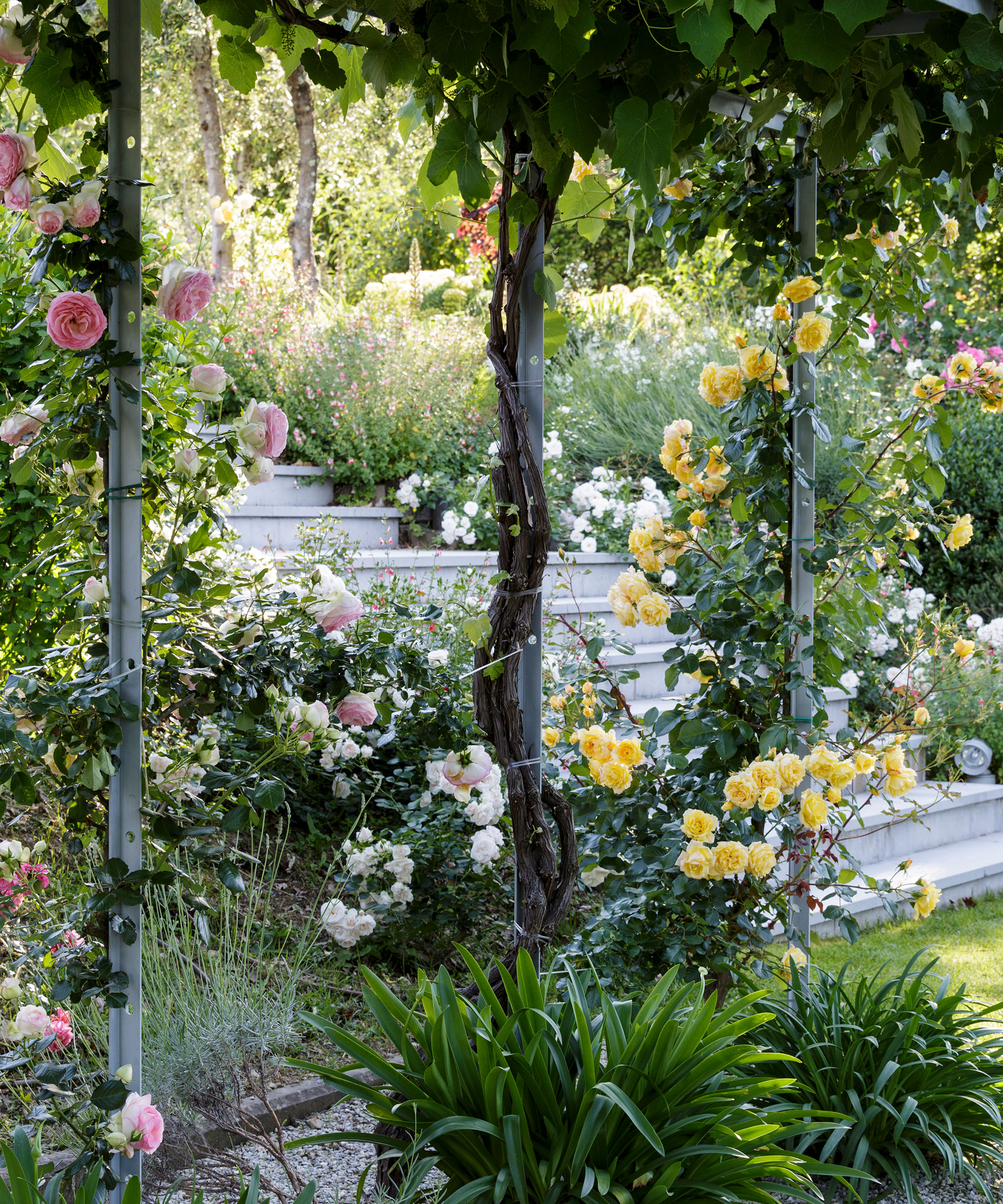 Vertical garden ideas with climbing roses, stone steps, lawn and plants